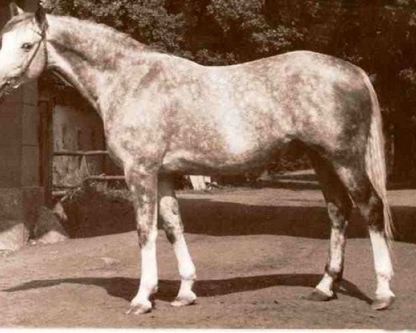 Deckhengst Seul (Wielkopolska, 1957, von Jedynak)