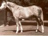 stallion Seul (Great Poland (wielkopolska), 1957, from Jedynak)