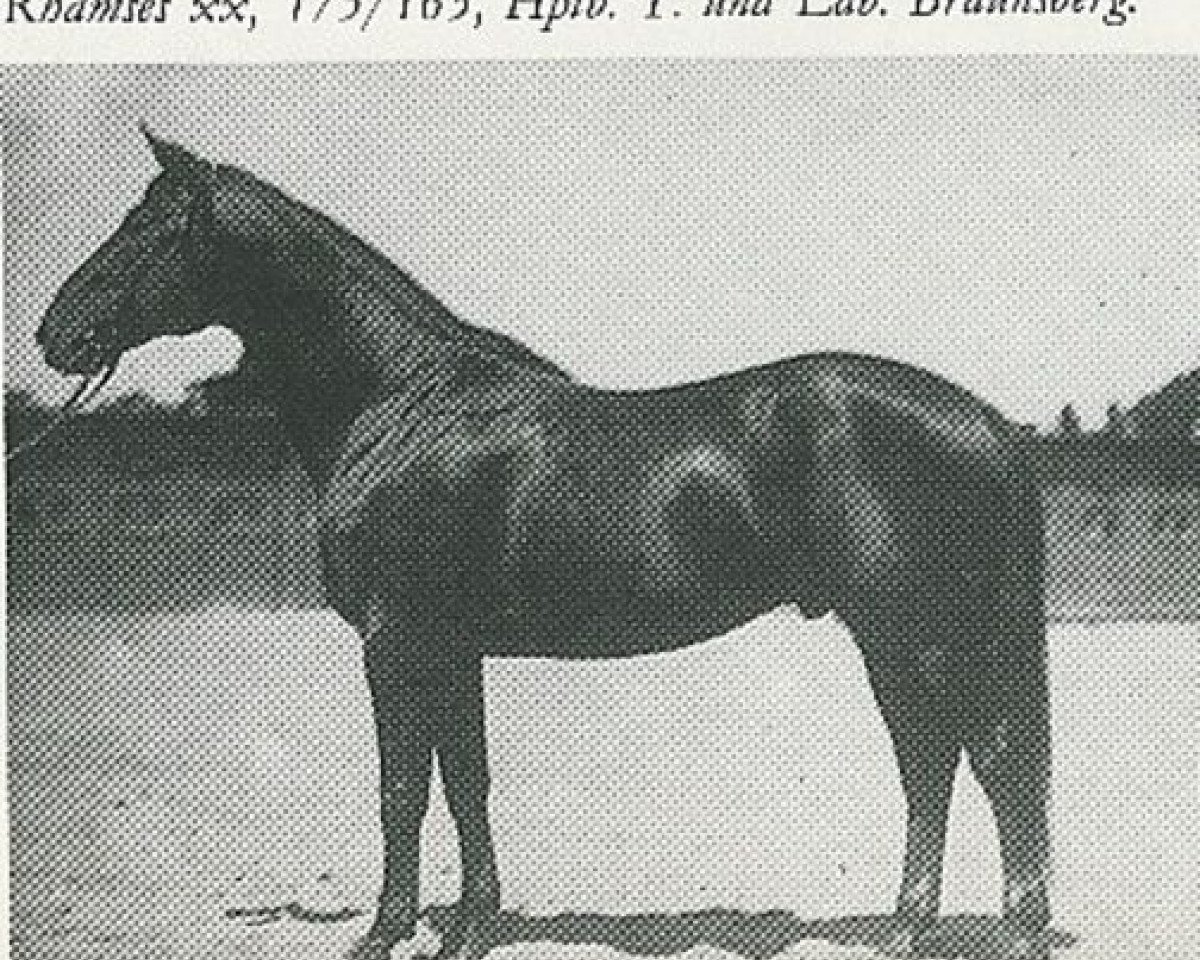 Deckhengst Thronhueter (Trakehner, 1919, von Tempelhüter)