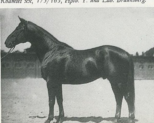 stallion Thronhueter (Trakehner, 1919, from Tempelhüter)