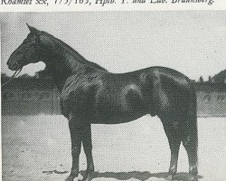 stallion Thronhueter (Trakehner, 1919, from Tempelhüter)