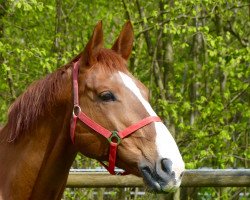 broodmare Weltfleur (Hanoverian, 2002, from Weltmeyer)