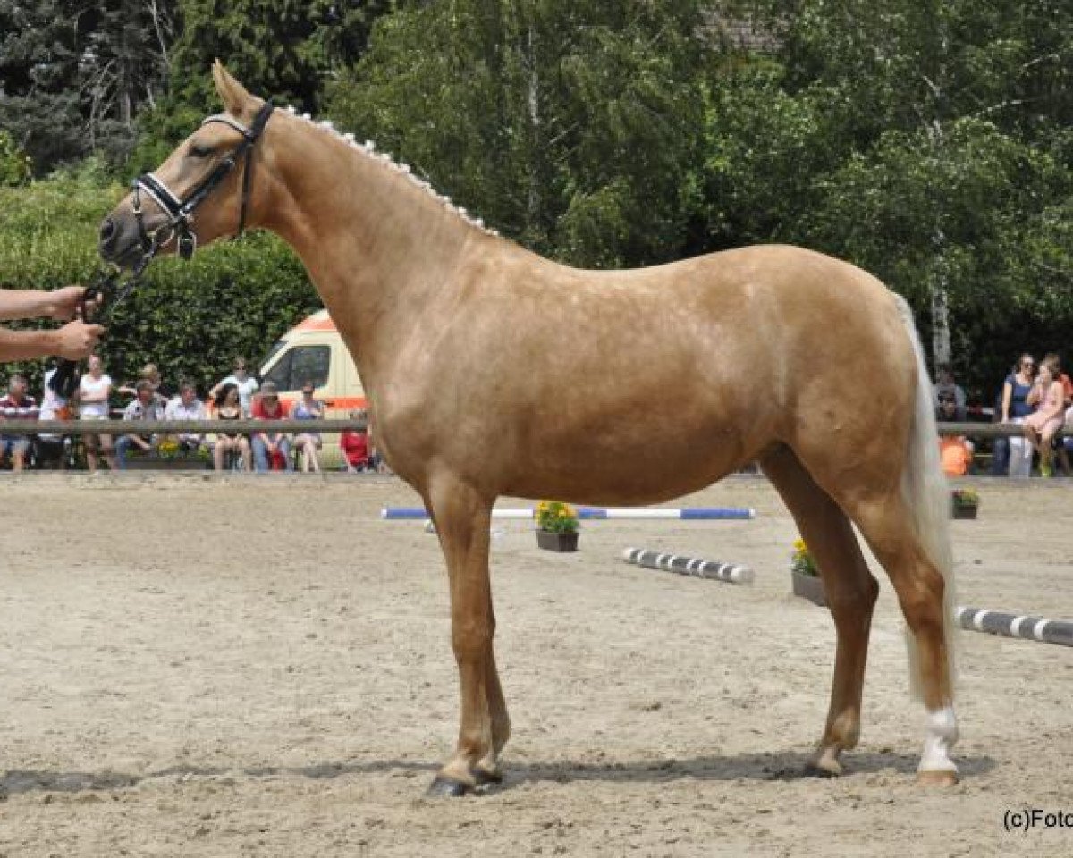 Zuchtstute Dream Mary (Deutsches Reitpony, 2011, von FS Don't Worry)