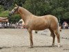 Zuchtstute Dream Mary (Deutsches Reitpony, 2011, von FS Don't Worry)