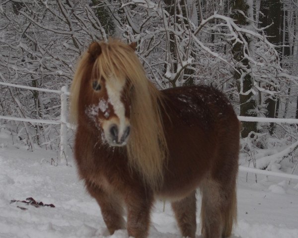 Pferd Salina (Shetland Pony (unter 87 cm),  , von Kalypso of Sportview)