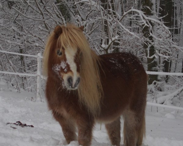 horse Salina (Shetland pony (under 87 cm),  , from Kalypso of Sportview)