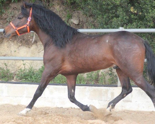 Pferd CORINTO (Pura Raza Espanola (PRE), 2010)