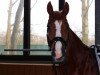 dressage horse Montaro 4 (Trakehner, 2010, from Polarion)