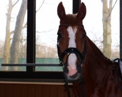 dressage horse Montaro 4 (Trakehner, 2010, from Polarion)