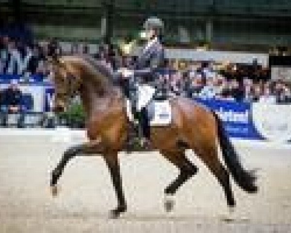 stallion Guardian S (KWPN (Royal Dutch Sporthorse), 2011, from Bodyguard Moorland)