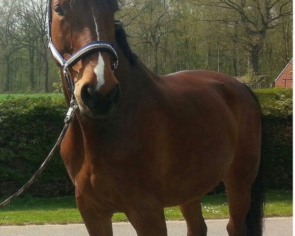 dressage horse Private Dancer 50 (Westphalian, 2002, from Pavarotti van de Helle)