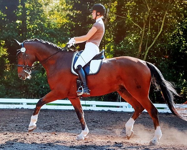 dressage horse Wild Cookie (Oldenburg, 2008, from World of Dreams)