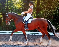 dressage horse Wild Cookie (Oldenburger, 2008, from World of Dreams)