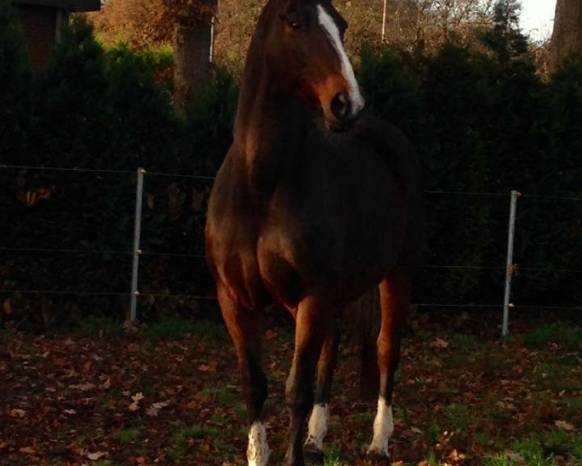 broodmare Rueda Royal (Oldenburg, 2003, from Rubin Royal OLD)