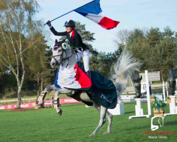 Zuchtstute Quibel des Etisses (Französisches Pony, 2004, von Quidam de Revel)