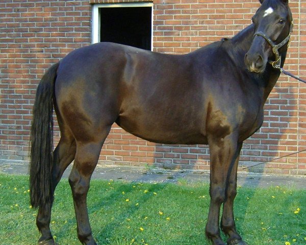 broodmare Fascination (Rhinelander,  , from Feiner Ludwig)