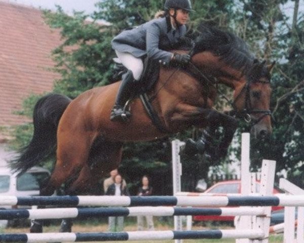 stallion Conway-T (Holsteiner, 1991, from Caretino)