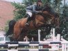 stallion Conway-T (Holsteiner, 1991, from Caretino)