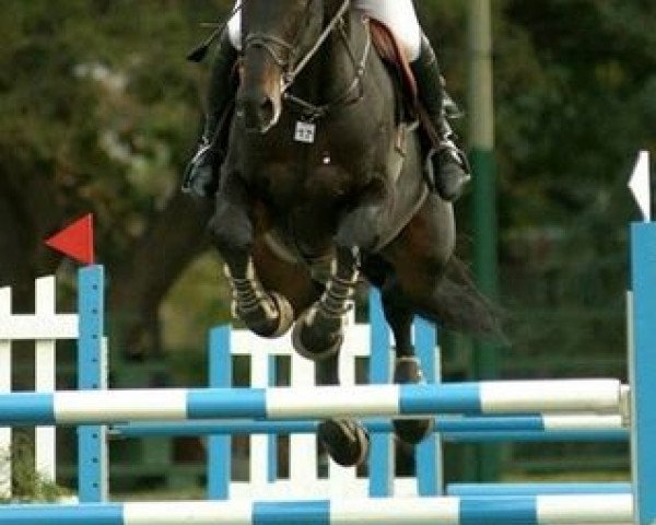stallion Orville (Dutch Warmblood, 1996, from Burggraaf)