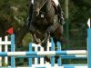 stallion Orville (KWPN (Royal Dutch Sporthorse), 1996, from Burggraaf)