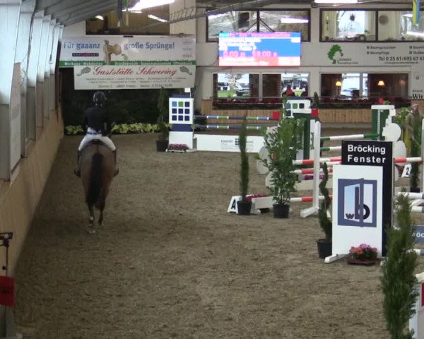 Reitturnier Vreden 2019