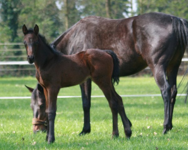 broodmare Magicstrade (Westphalian, 2017, from Guardian S)