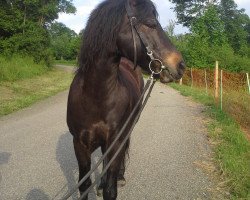 horse Falko (Dartmoor Pony, 1999, from Shilstone Rocks Frenzy)