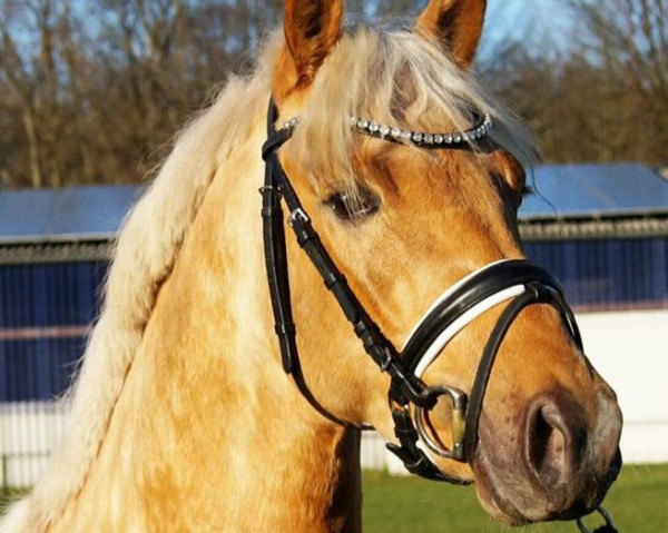 dressage horse Nordlicht 58 (German Riding Pony, 2013, from Nacromancer in the dark)