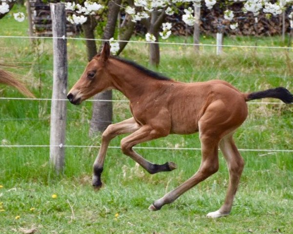 jumper Victoria's Secret, 2017 (Austrian Warmblood, 2017, from van Gogh)