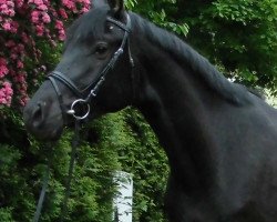 dressage horse Horatio 21 (Oldenburg, 2012, from Hohenstein I)