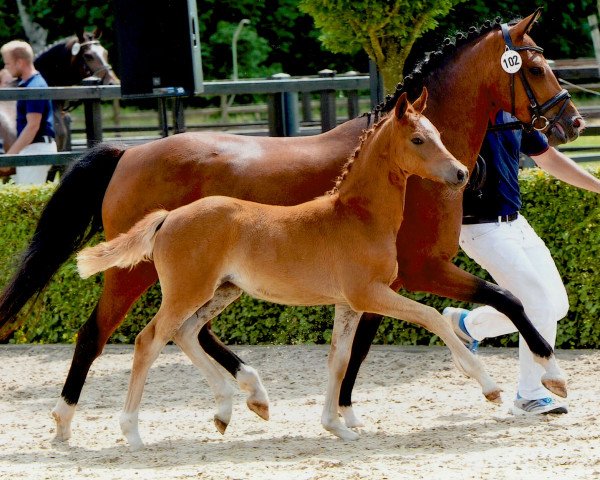 dressage horse Compliment (German Riding Pony, 2016, from Dimension AT NRW)