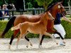 dressage horse Compliment (German Riding Pony, 2016, from Dimension AT NRW)