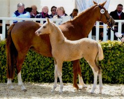 Dressurpferd Golden Diva (Deutsches Reitpony, 2015, von The Braes My Mobility)