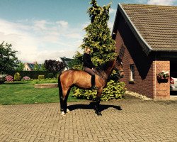 dressage horse Sandro 424 (Czech Warmblood, 2004)