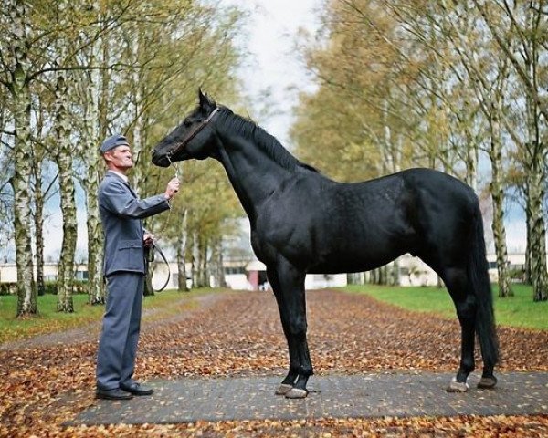 stallion Don Corleone xx (Thoroughbred, 1992, from Caerleon xx)