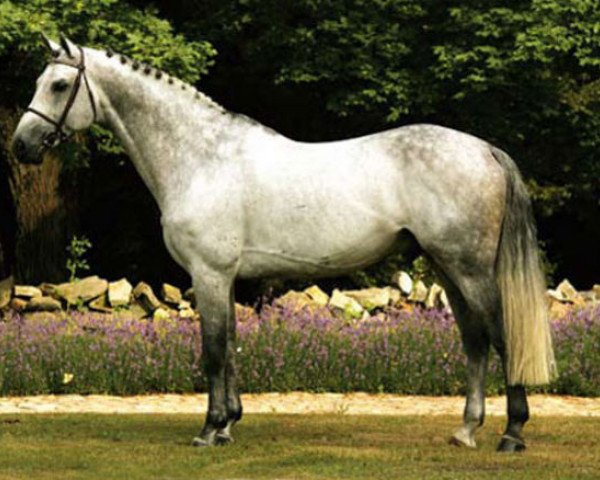 stallion Santa Cruz VDL (KWPN (Royal Dutch Sporthorse), 1999, from Corland)