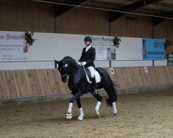 dressage horse Sabatier MN (Oldenburg, 2012, from Sandro Hit)