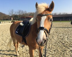 broodmare Nenta (Haflinger, 2007, from Nebiolo (6,25% ox))