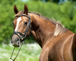 broodmare Doina xx (Thoroughbred, 2000, from Kornado xx)