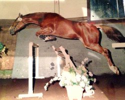 horse Umea CH (Swiss Warmblood, 1997, from Ulysse de Thurin)