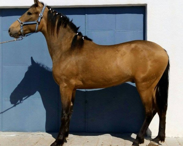 horse HURACAN (Lusitano, 2014)