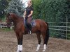 dressage horse Belissa (Oldenburg, 2009, from Belissimo NRW)