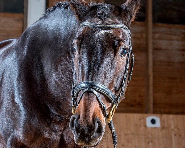 broodmare Don Röschen (Hanoverian, 2002, from Don Frederico)