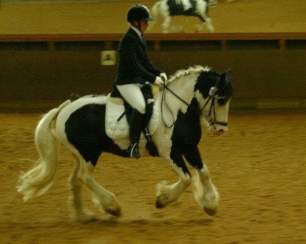 Pferd Tequila 274 (Tinker / Irish Cob / Gypsy Vanner, 2006, von Tullamore Dew)