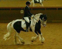 horse Tequila 274 (Tinker / Irish Cob / Gypsy Vanner, 2006, from Tullamore Dew)