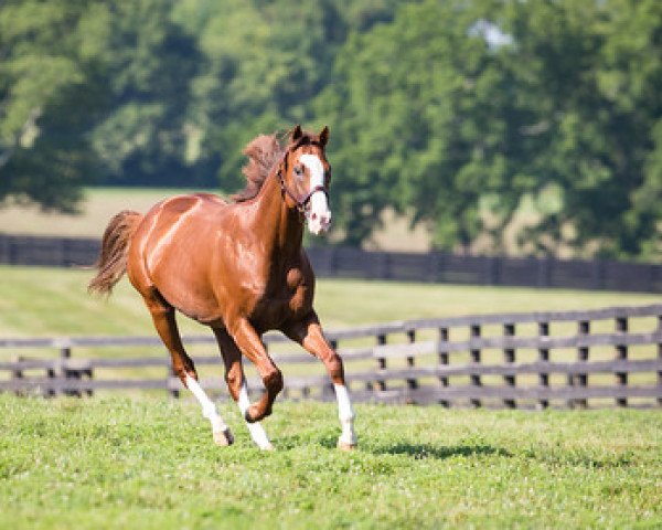 stallion Will Take Charge xx (Thoroughbred, 2010, from Unbridled's Song xx)