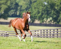 Deckhengst Will Take Charge xx (Englisches Vollblut, 2010, von Unbridled's Song xx)