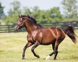 stallion Sky Mesa xx (Thoroughbred, 2000, from Pulpit xx)