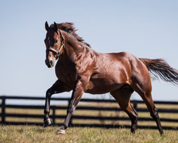 stallion Fast Anna xx (Thoroughbred, 2011, from Medaglia d'Oro xx)