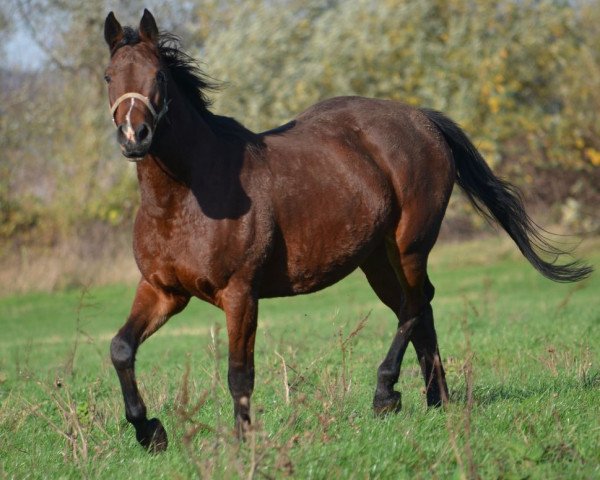 broodmare Queen Mary (Mecklenburg, 2010, from Quintender 2)